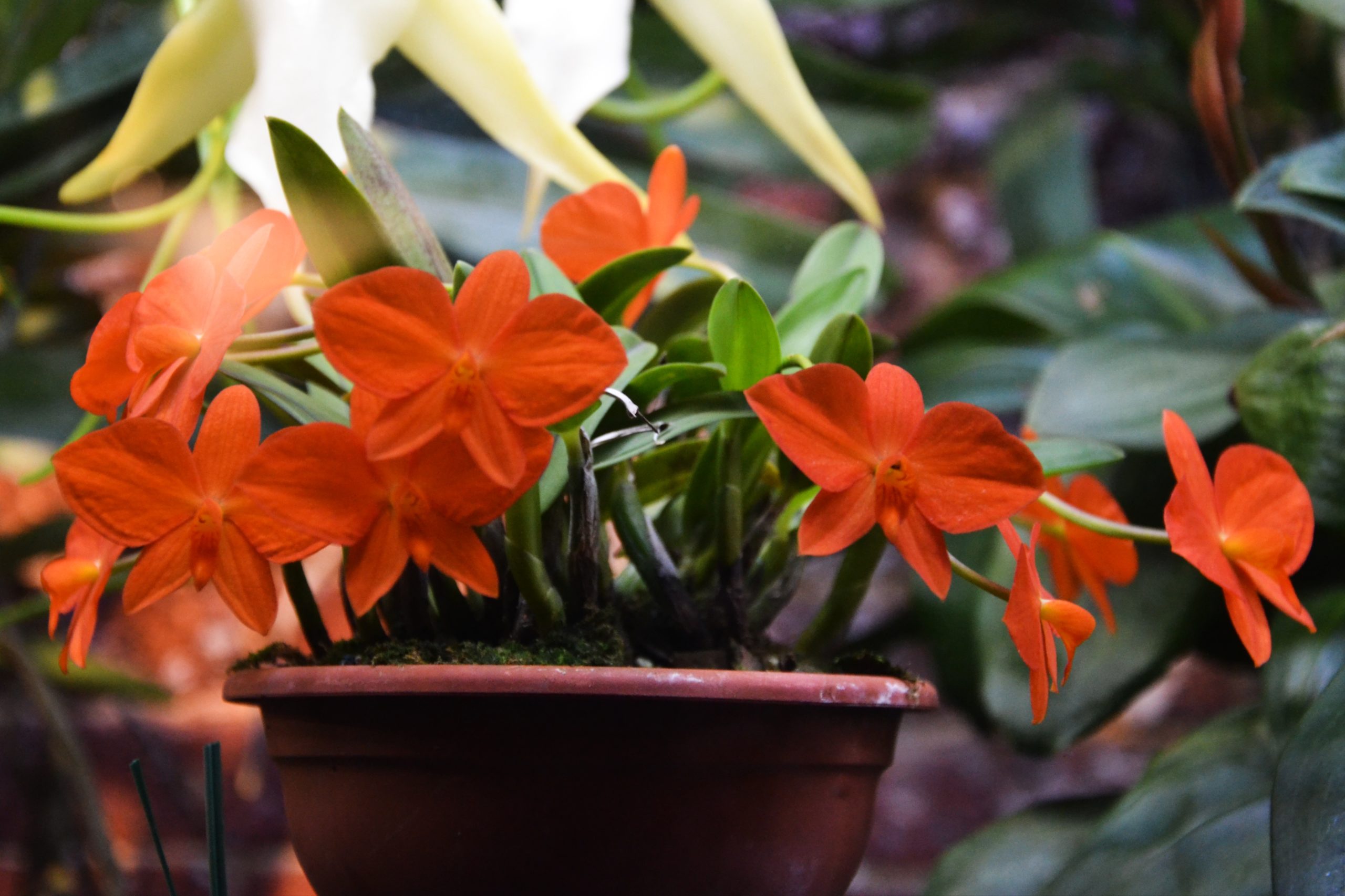 Cattleya(Sophronitis) coccinea