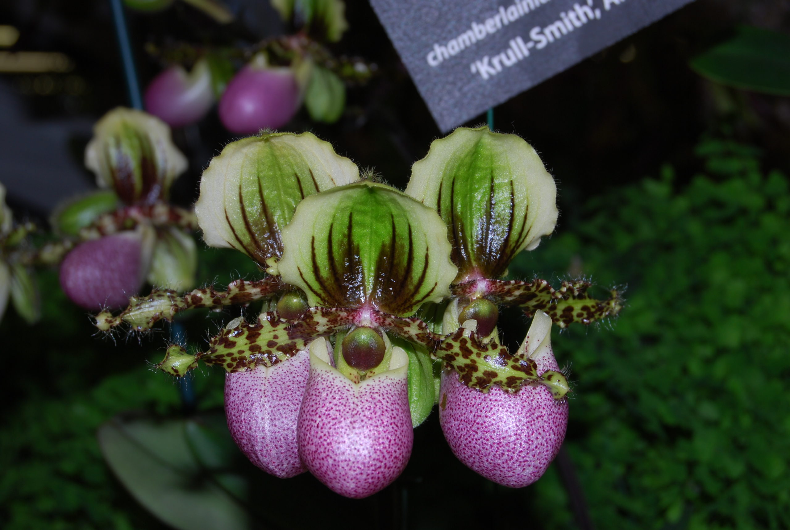 Paphiopedilum chamberlainianum 'Krull-Smith' - WOC 2008