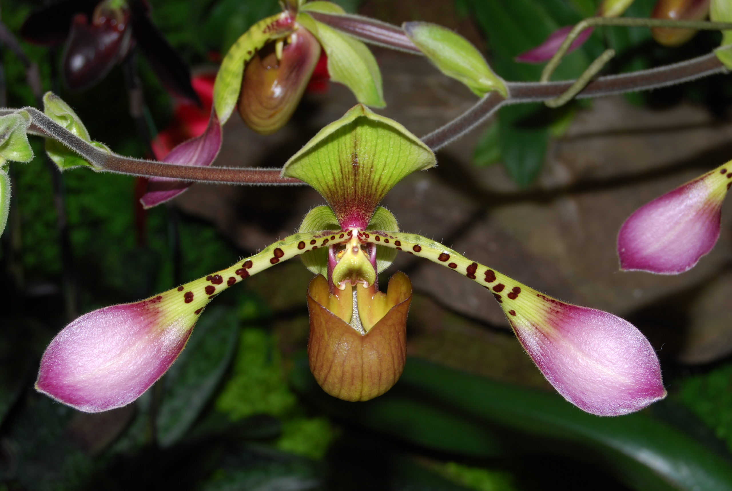 Paphiopedilum lowii