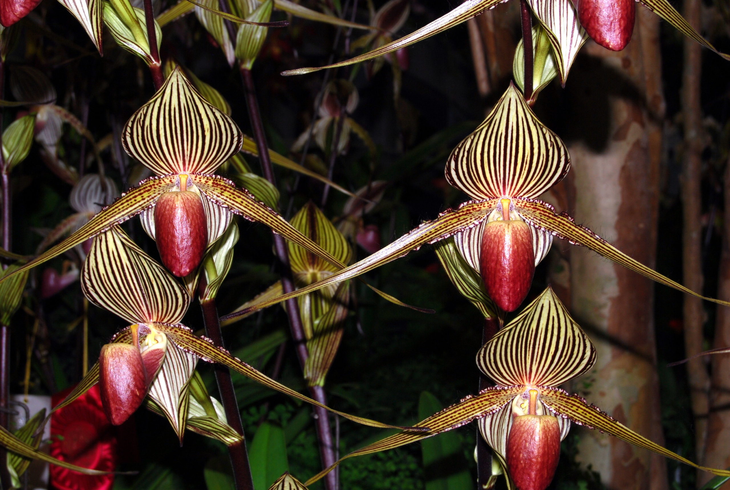 Paphiopedilum rothschildianum - WOC 2008