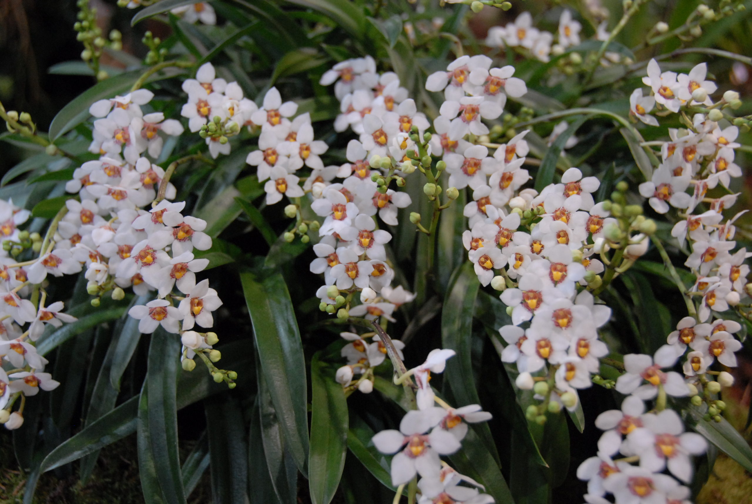 Sarcochilus hartmannii